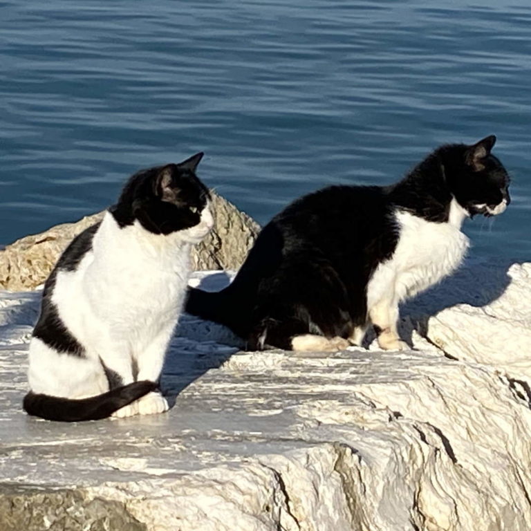 Comune e Azienda Multi Servizi censiscono le colonie feline