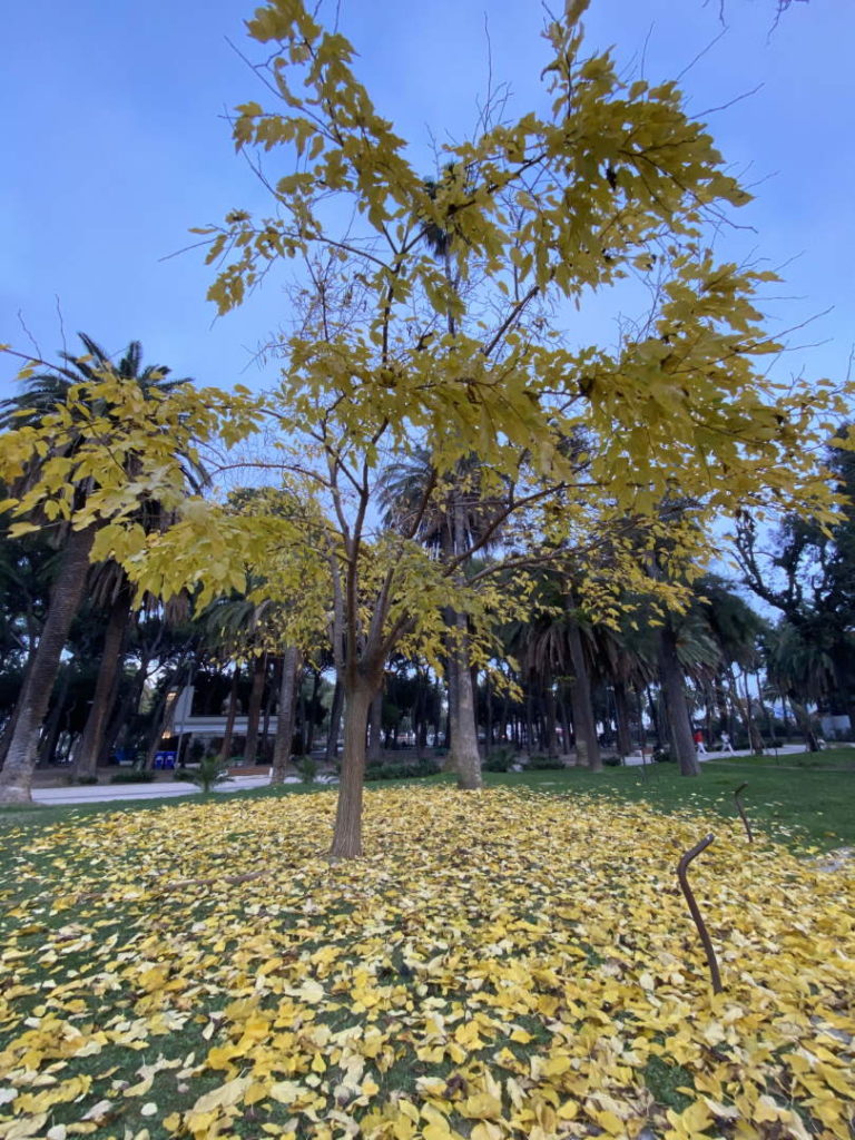 Cielo grigio su cielo grigio su foglie gialle giù foglie gialle giù