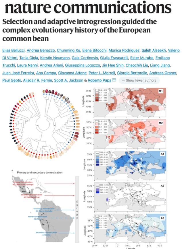 La complessa e avvincente storia dell’introduzione del fagiolo in Europa