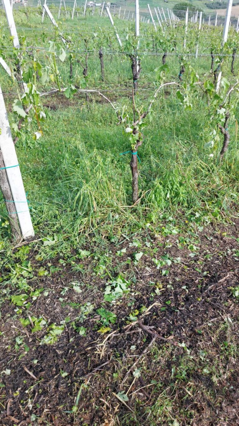 Grandinata a Grottammare, danni ingenti su vigneti e vivai