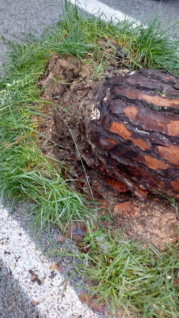 Caduto un altro pino sulla pista dell’Albula, si valutano le decisioni da prendere