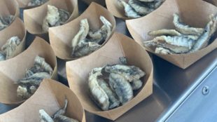 La piccola pesca artigianale è un modo di vivere e rispettare il grande mare