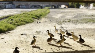 Questione Natura per Animali in pericolo, Veleno all’Albula