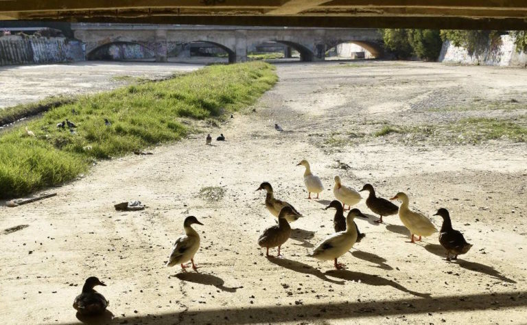 Questione Natura per Animali in pericolo, Veleno all’Albula