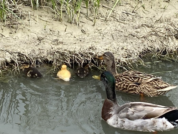 Papera, Papero e Qui, Quo, Qua