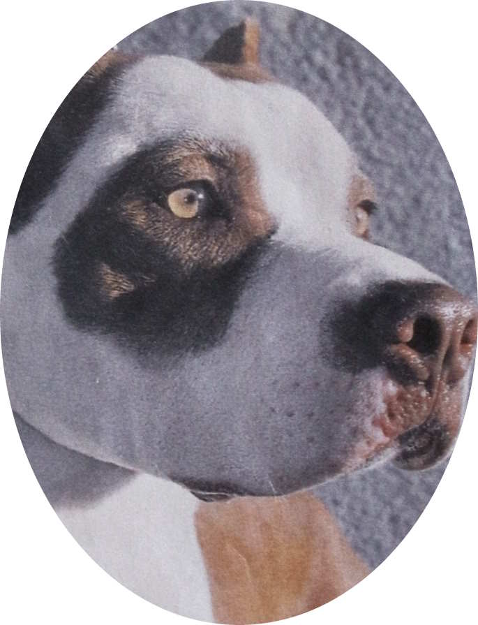 a proposito di cani che possono anche uccidere: educare i padroni