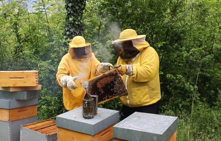 Api, Ambiente, Alimentazione