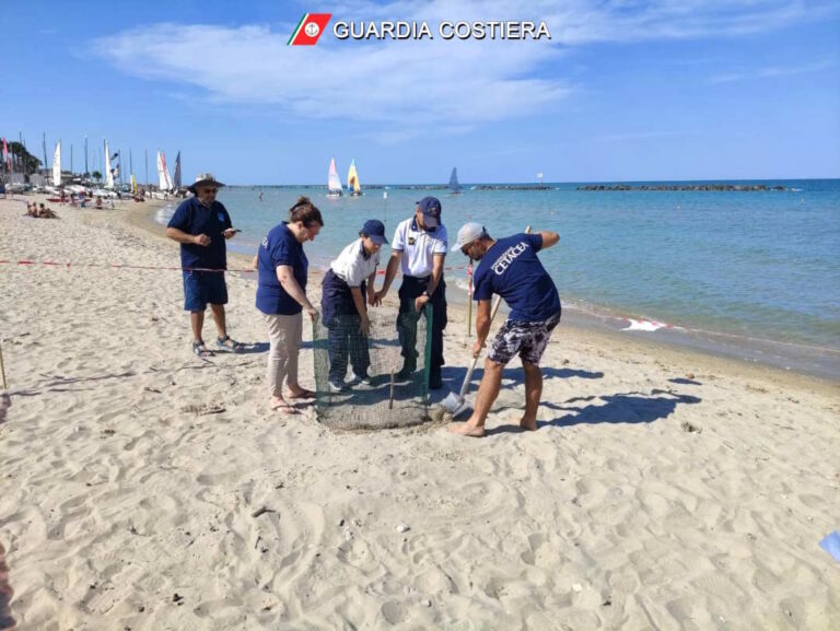 Sorpresa a Cupra Marittima: tartaruga Caretta Caretta depone uova in spiaggia