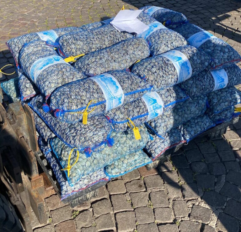 Maxi sequestro della Guardia Costiera di San Benedetto del Tronto: oltre 1 tonnellata di vongole rigettate in mare