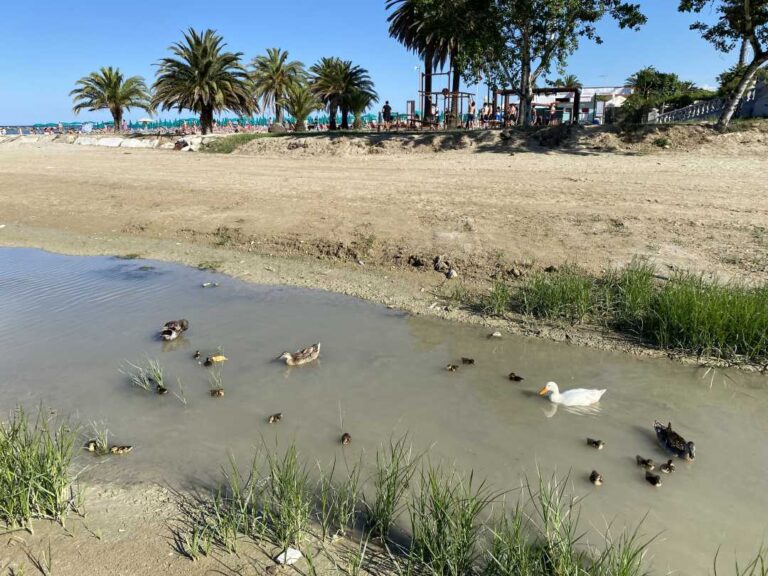L’acqua scarseggia, la papera… galleggia
