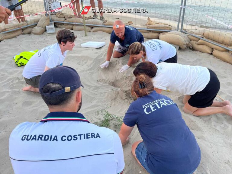 Nido di Caretta Caretta a Cupra Marittima. Dalla gioia iniziale alla triste scoperta della scorsa notte