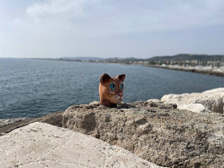 Aristogatti stanno colonizzando il Mam al Molo Sud