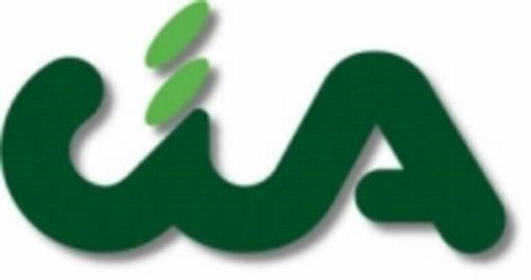 Raccolta delle olive nel Piceno: qualità eccellente, ma prezzi in aumento