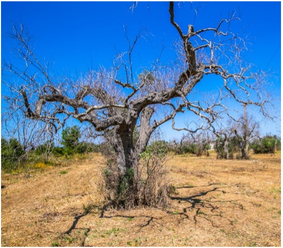 Identificata una molecola di origine naturale in grado di limitare la diffusione della Xylella: lo studio del team UniCam