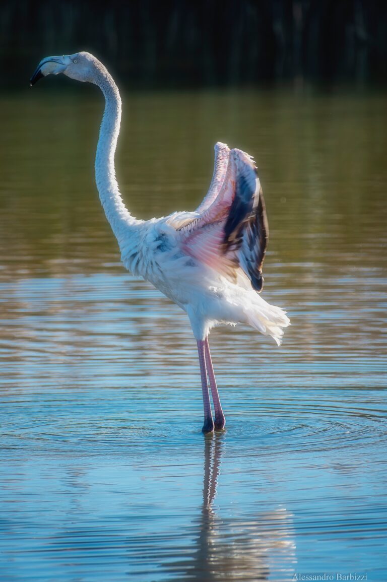 eran di petalo le sue ali… Pablo Neruda