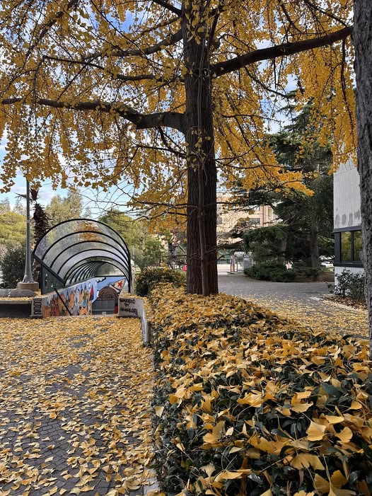 Cielo grigio su… Foglie gialle giù