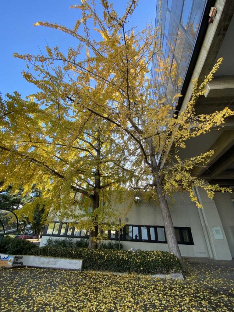 Cielo grigio su… Foglie gialle giù