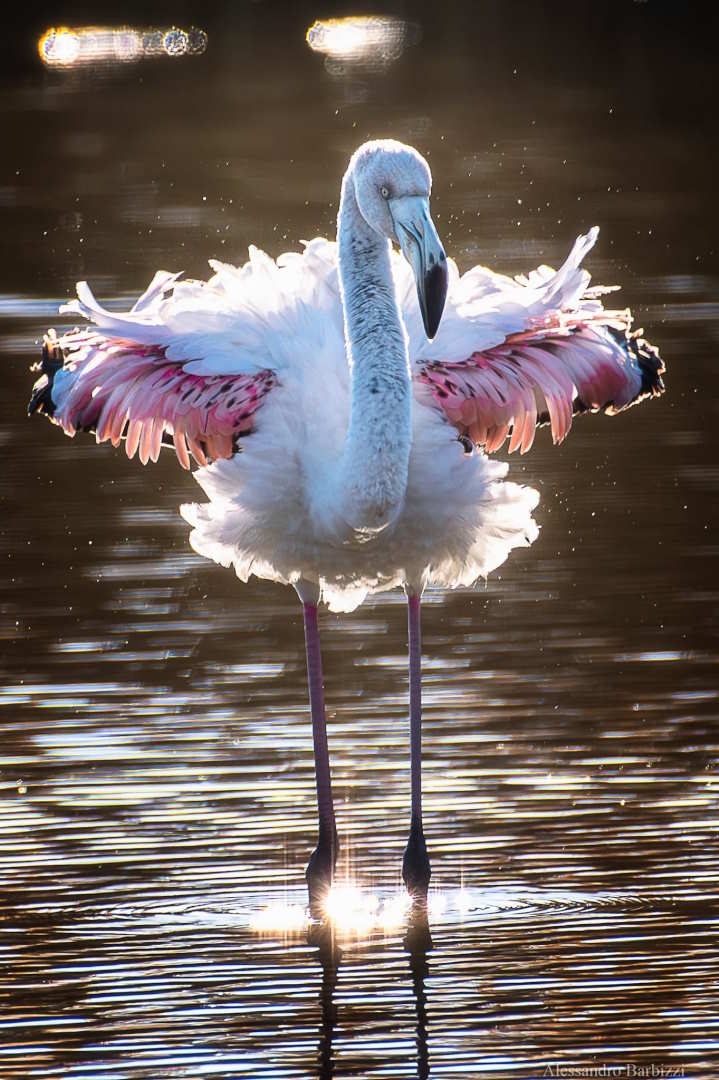 L’ultimo volo… del 2024