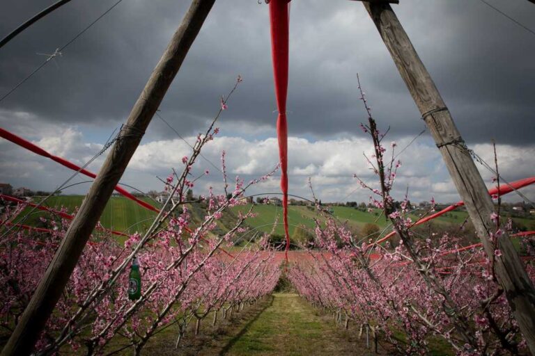 AGRICOLTURA e PAESAGGIO, nelle Marche inizia lo spettacolo della fioritura della Pesca Saturnia: 155 mila alberi in fiore