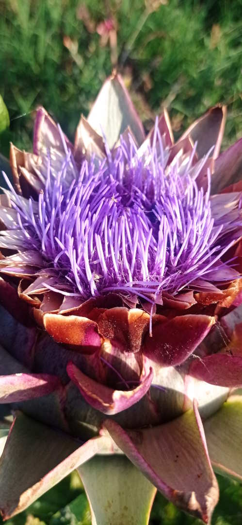 Ghiotta verdura di stagione: nelle Marche abbiamo quello di Montelupone