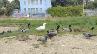 L’Acqua scarseggia, la papera galleggia… gli stupidi aumentano