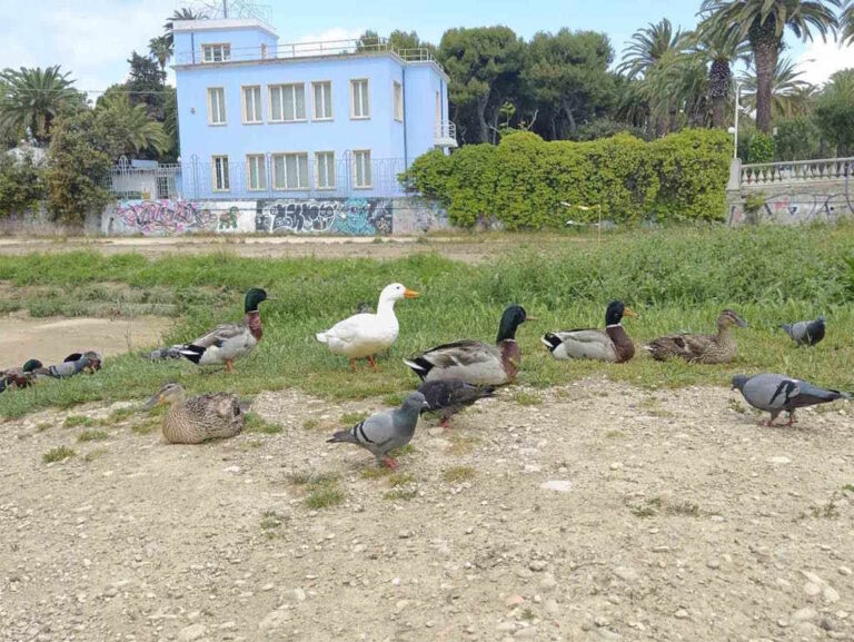 L’Acqua scarseggia, la papera galleggia… gli stupidi aumentano