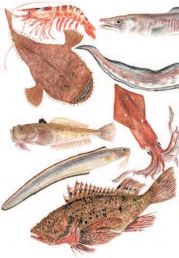 BRODETTI. STORIA E TRADIZIONI DI UN CIBO ADRIATICO di Maria Lucia De Nicolò