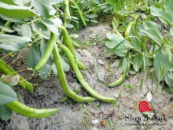 Fave, Pizze gourmet, Tostarelle e Pecorino d’altura a Favalanciata