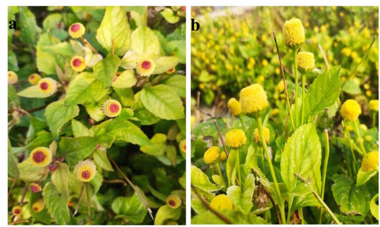 L’Acmella oleracea cresce in acquaponica: studio UniCam per una coltivazione sostenibile