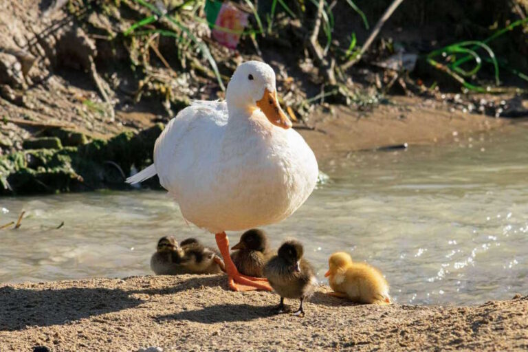 L’Acqua scarseggia, la papera galleggia… Albula in Volo
