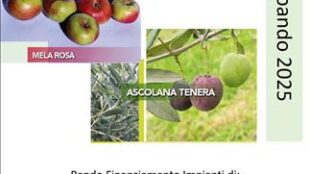 dalla Regione Marche