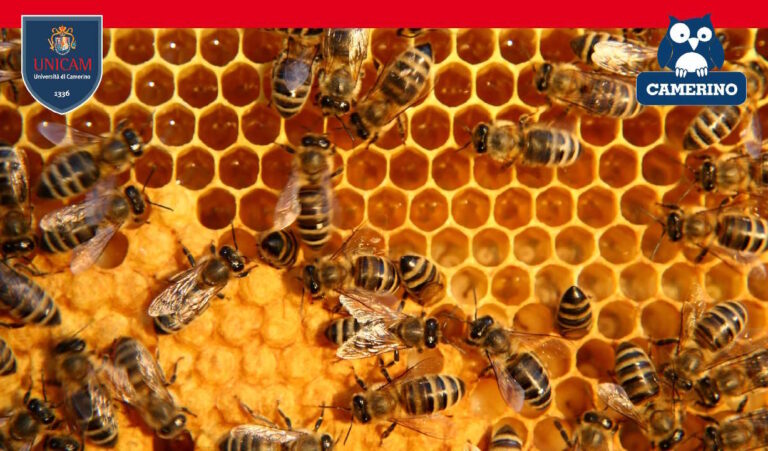 UniCam ancora protagonista di SHARPER-Notte europea delle ricercatrici e dei ricercatori