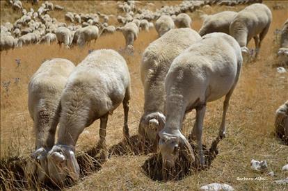 dalla Regione Marche