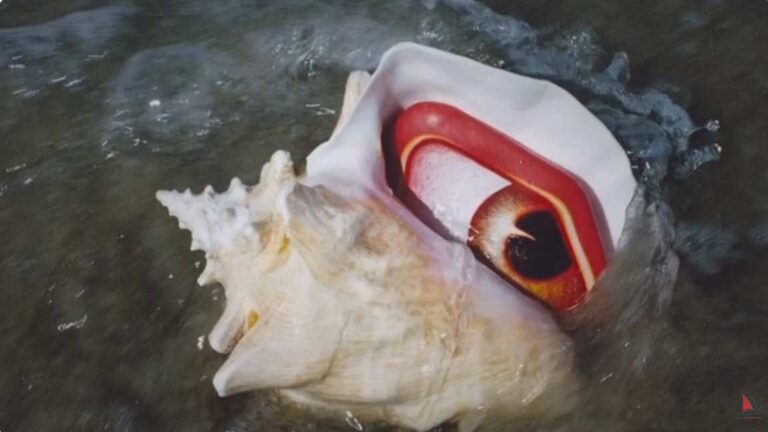 da Domenico Difilippo, appena realizzato da Massimo Pirotti