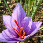 IMG-20211019-WA0014