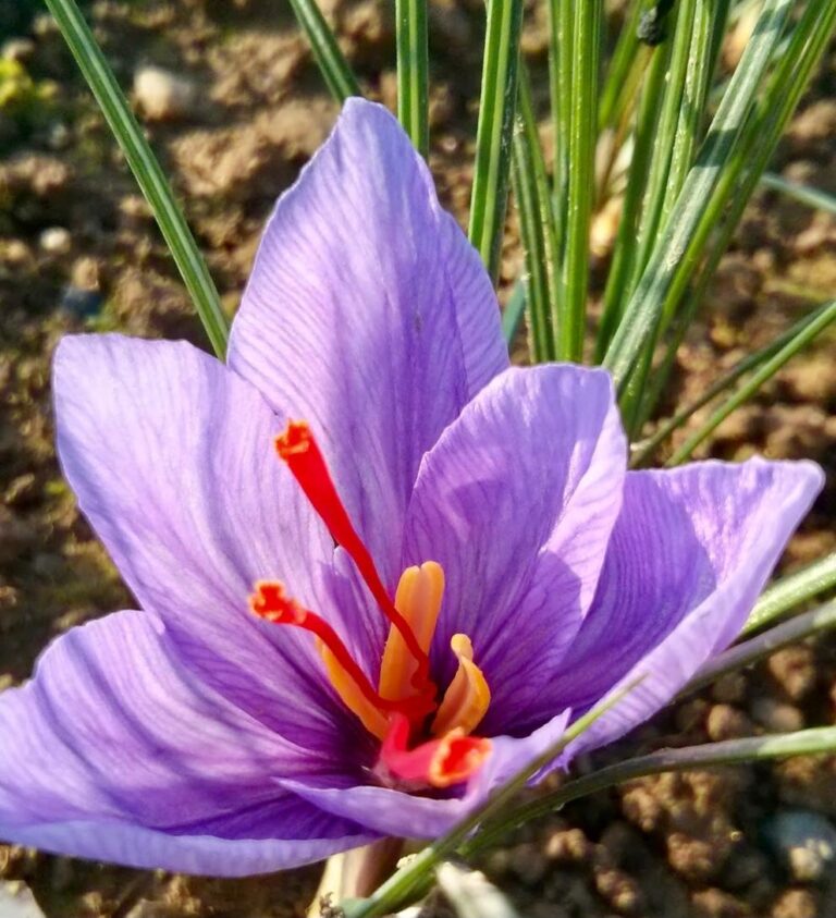 L’oro rosso protagonista anche nelle Marche