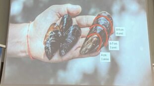 GiraRE: scenari e prospettive del comparto piccoli pelagici e mitilicoltura in Adriatico