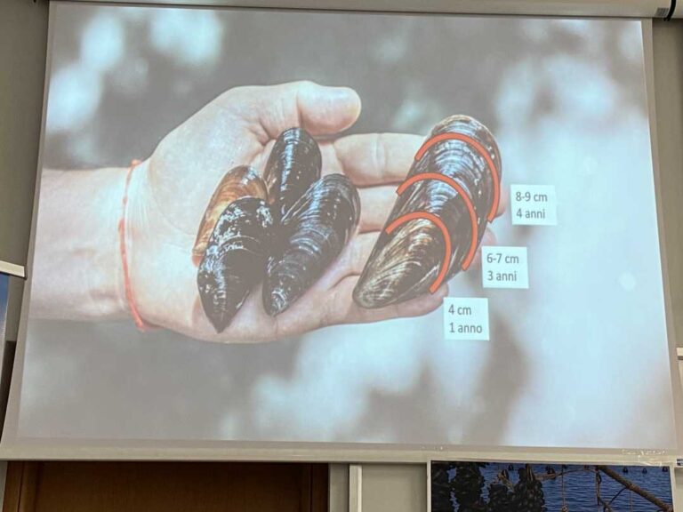 GiraRE: scenari e prospettive del comparto piccoli pelagici e mitilicoltura in Adriatico