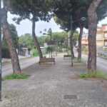 Il Comune avvia la lotta contro la cocciniglia del pino