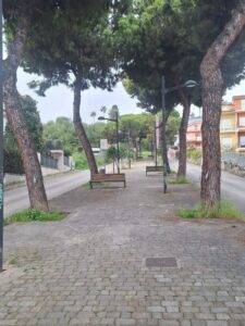 Il Comune avvia la lotta contro la cocciniglia del pino