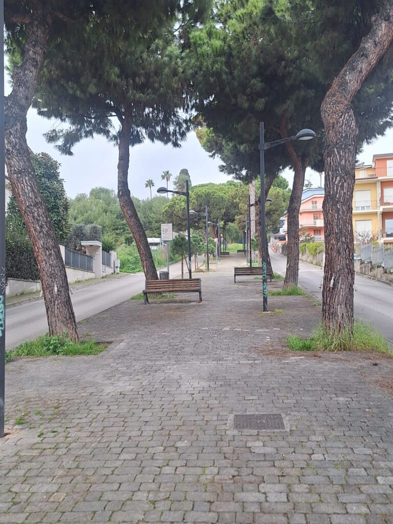 Il Comune avvia la lotta contro la cocciniglia del pino