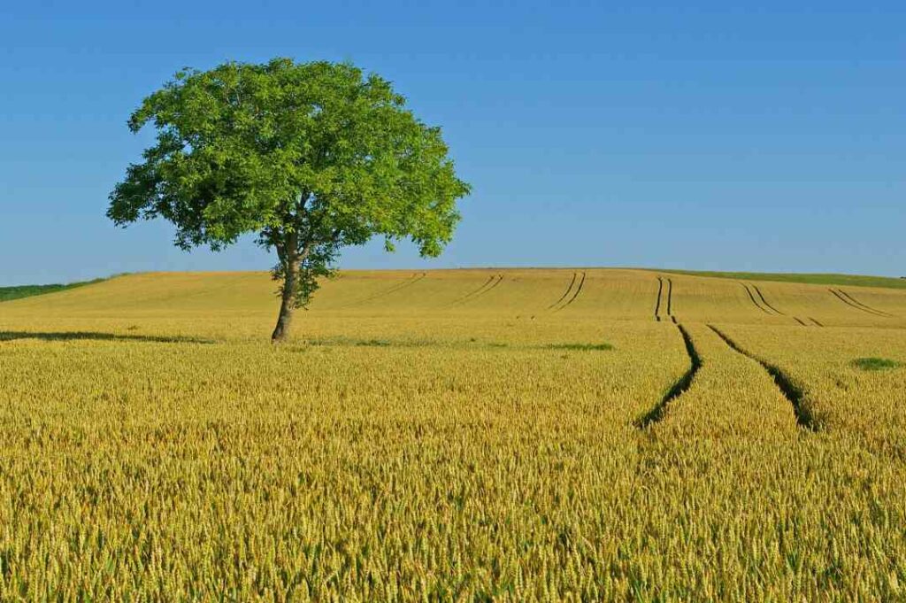 dalla Regione Marche