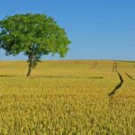 agricoltura