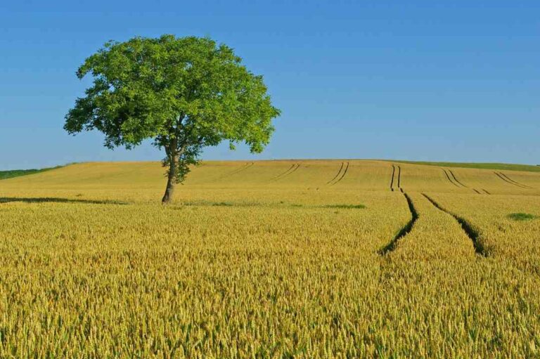 dalla Regione Marche